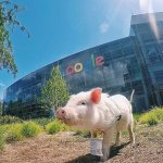 google-pig.jpg